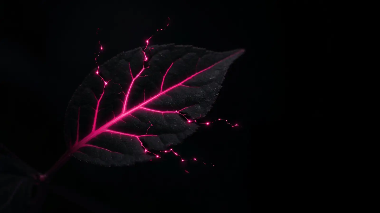 Magenta leaf veins broken mid-path on black, disconnected data costing more than missing data