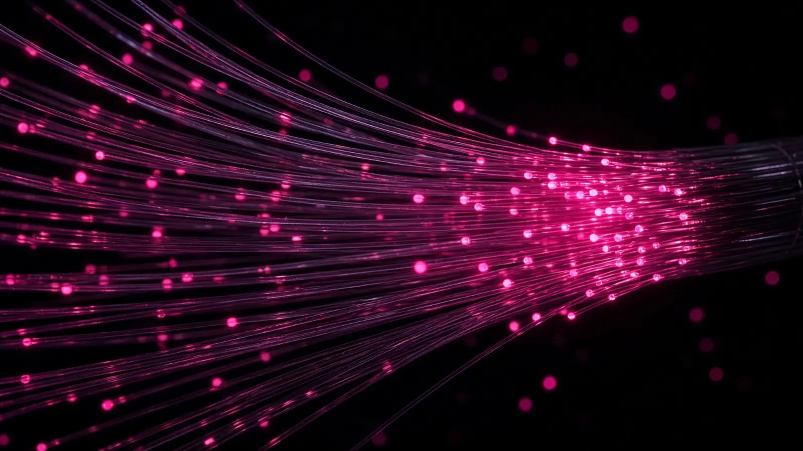 A tangle of fiber optic strands glowing hot pink and converging into one bundle, software subscriptions crossing into Massachusetts