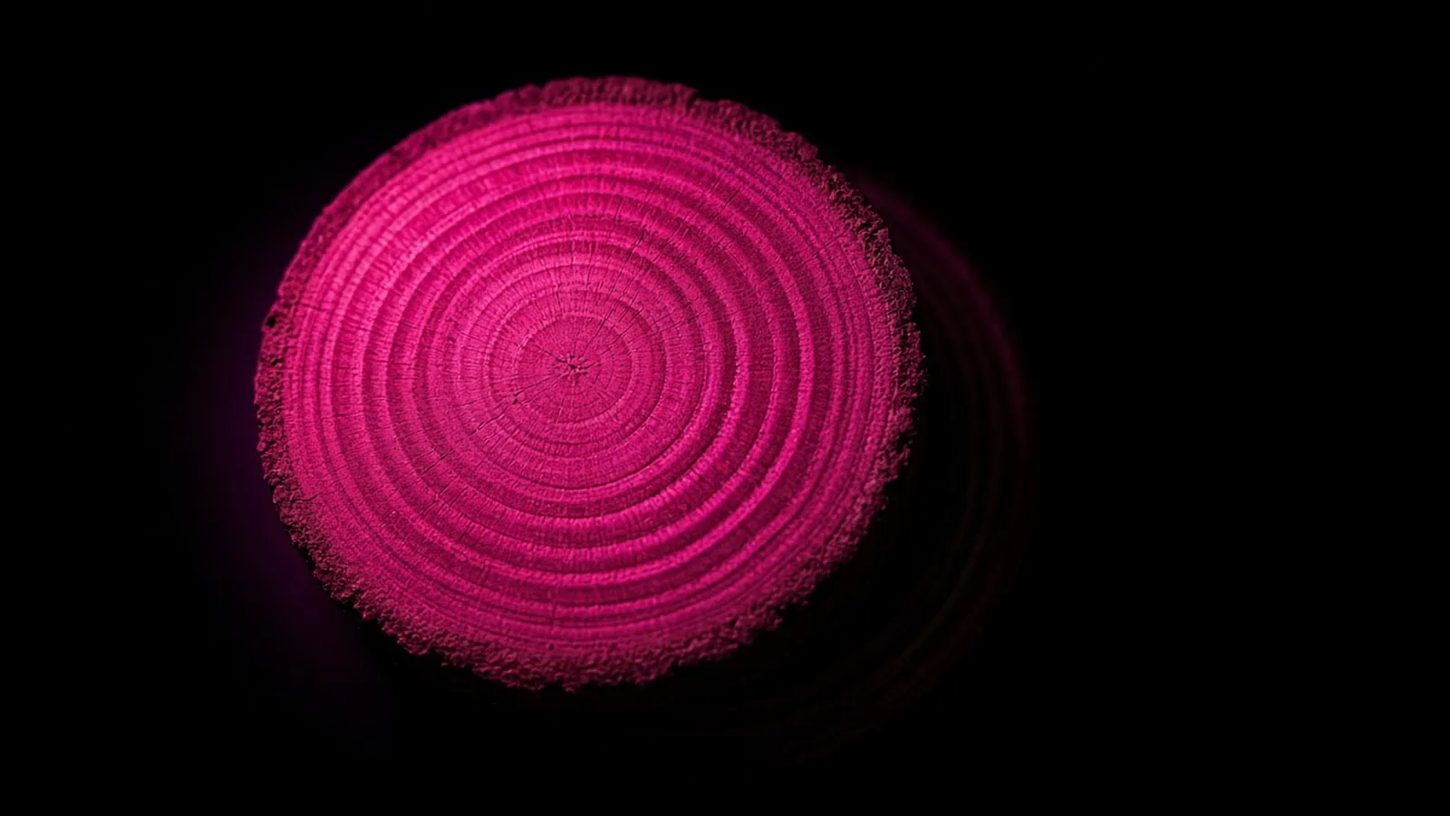 A cross-section of a tree trunk with its growth rings glowing hot pink against black, the annual review in Massachusetts WISP requirements