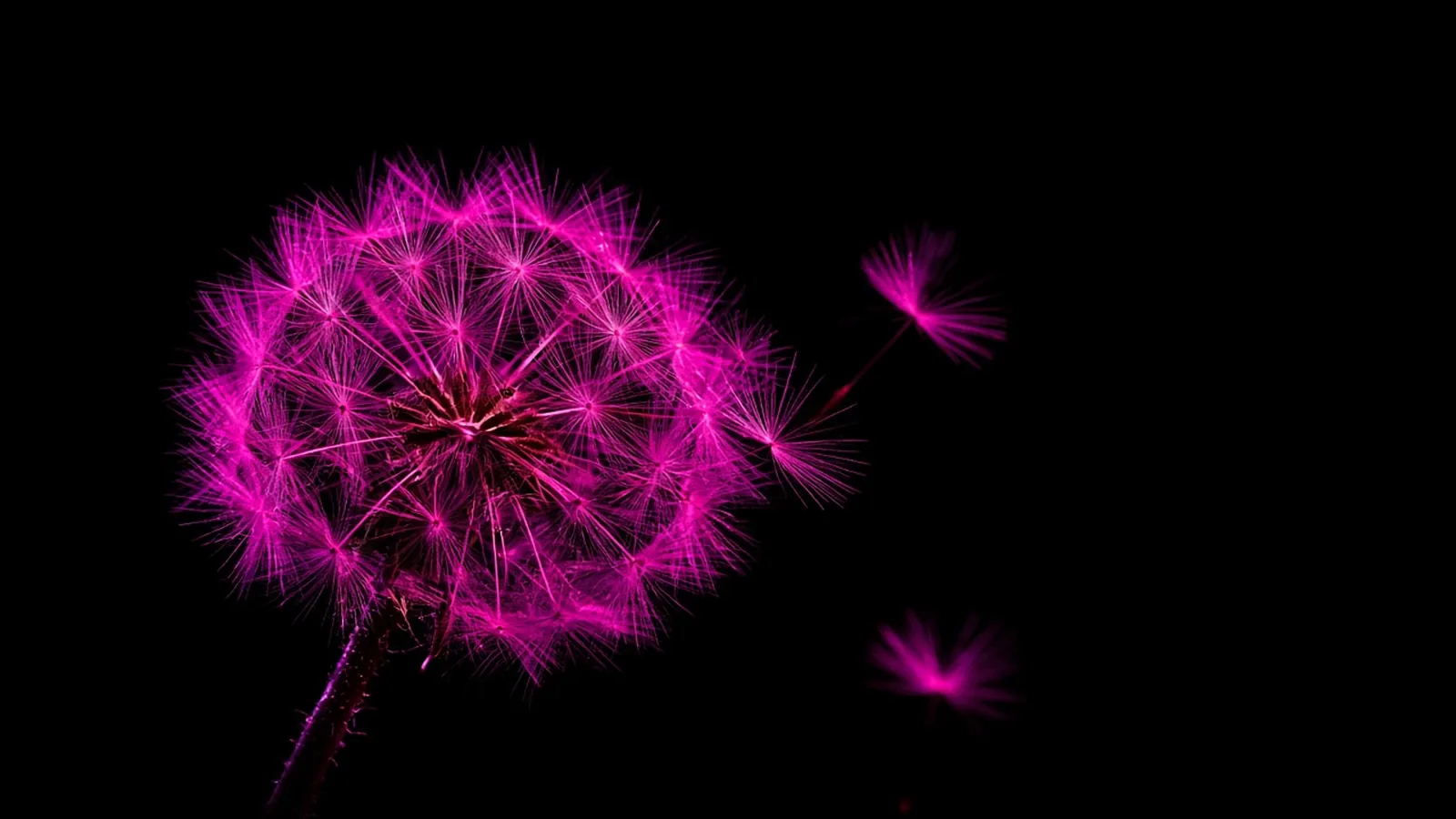 A single dandelion seed head glowing hot pink against black with seeds drifting outward, the reach of Massachusetts WISP requirements beyond state lines