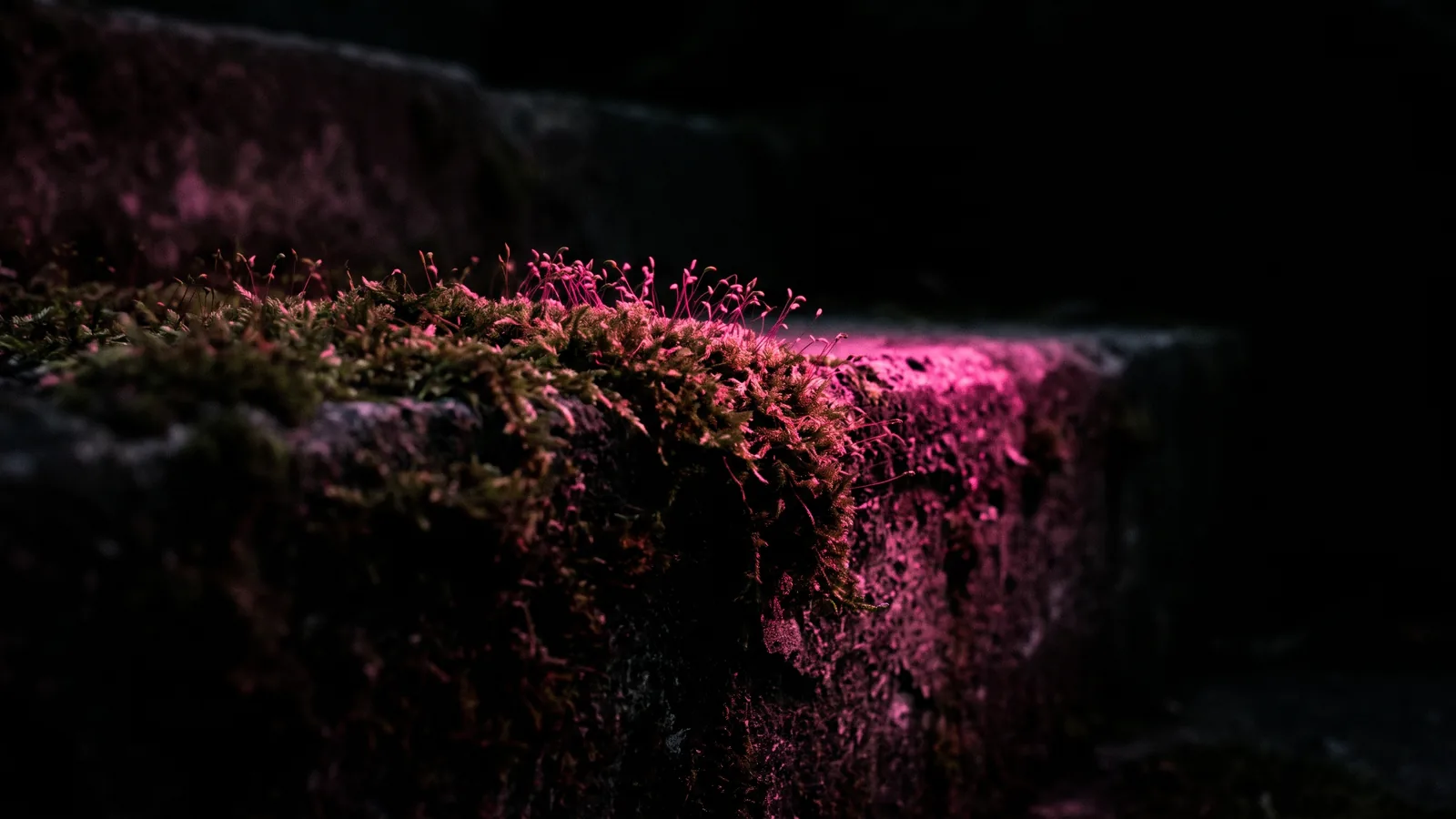 Bright moss creeping across the edge of an old stone step in darkness, its tips glowing hot pink against a black ground