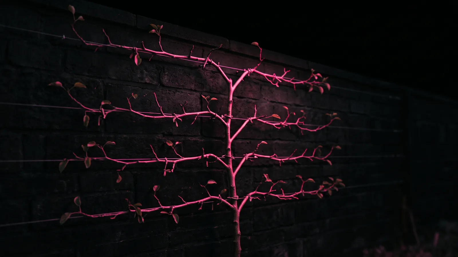 A young pear tree trained flat along taut wires on a dark garden wall, its thin branches lit hot pink against black