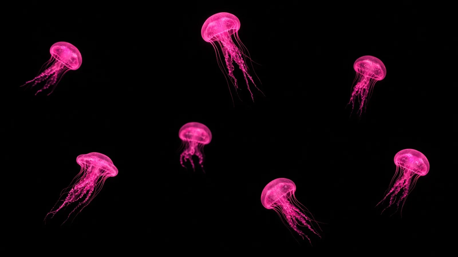 A cluster of separate glowing hot pink jellyfish drifting in black water, vendor sprawl in Worcester life sciences startups